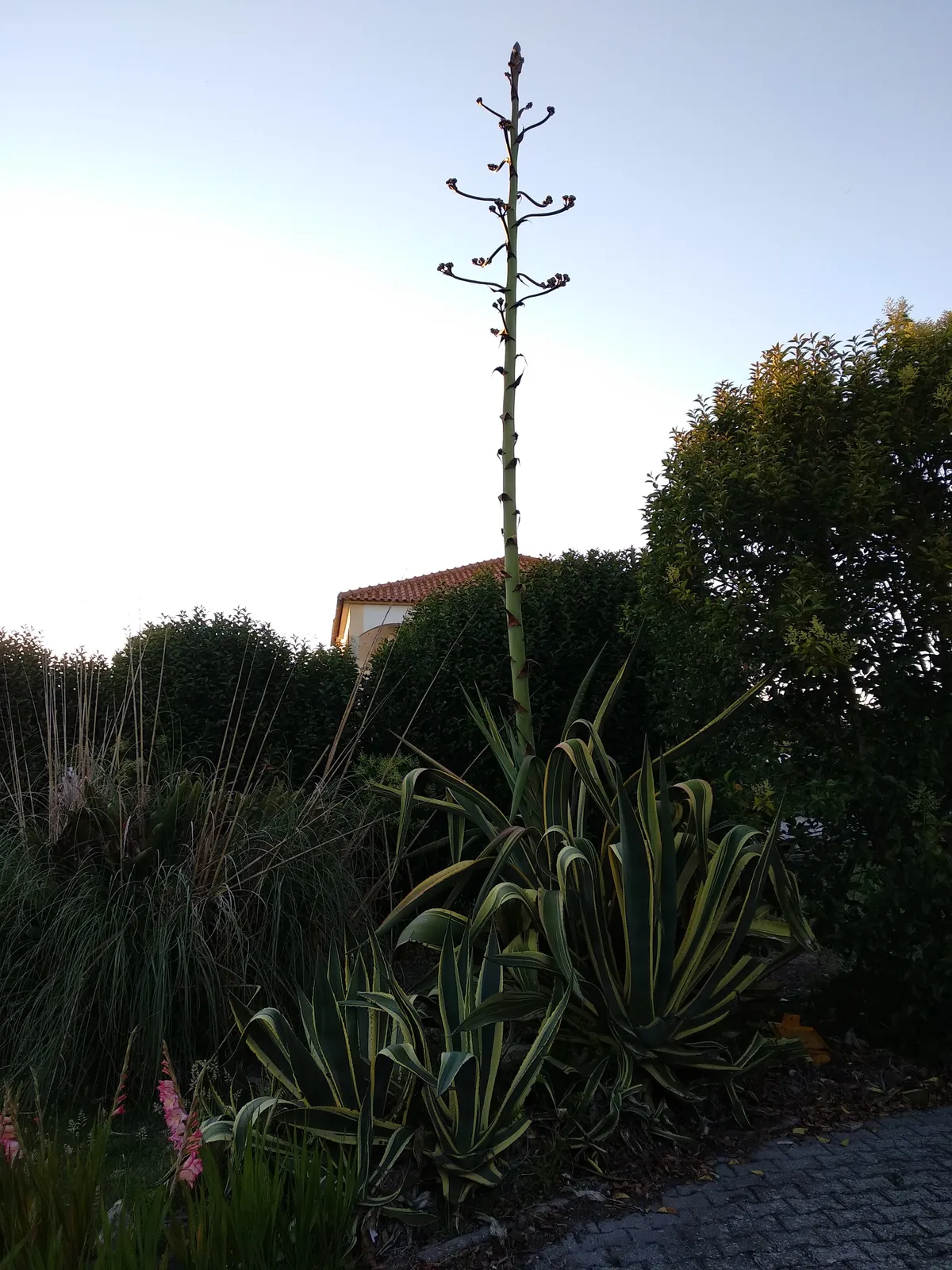 agave3