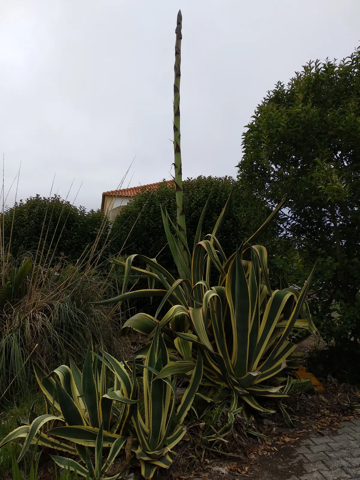 agave1