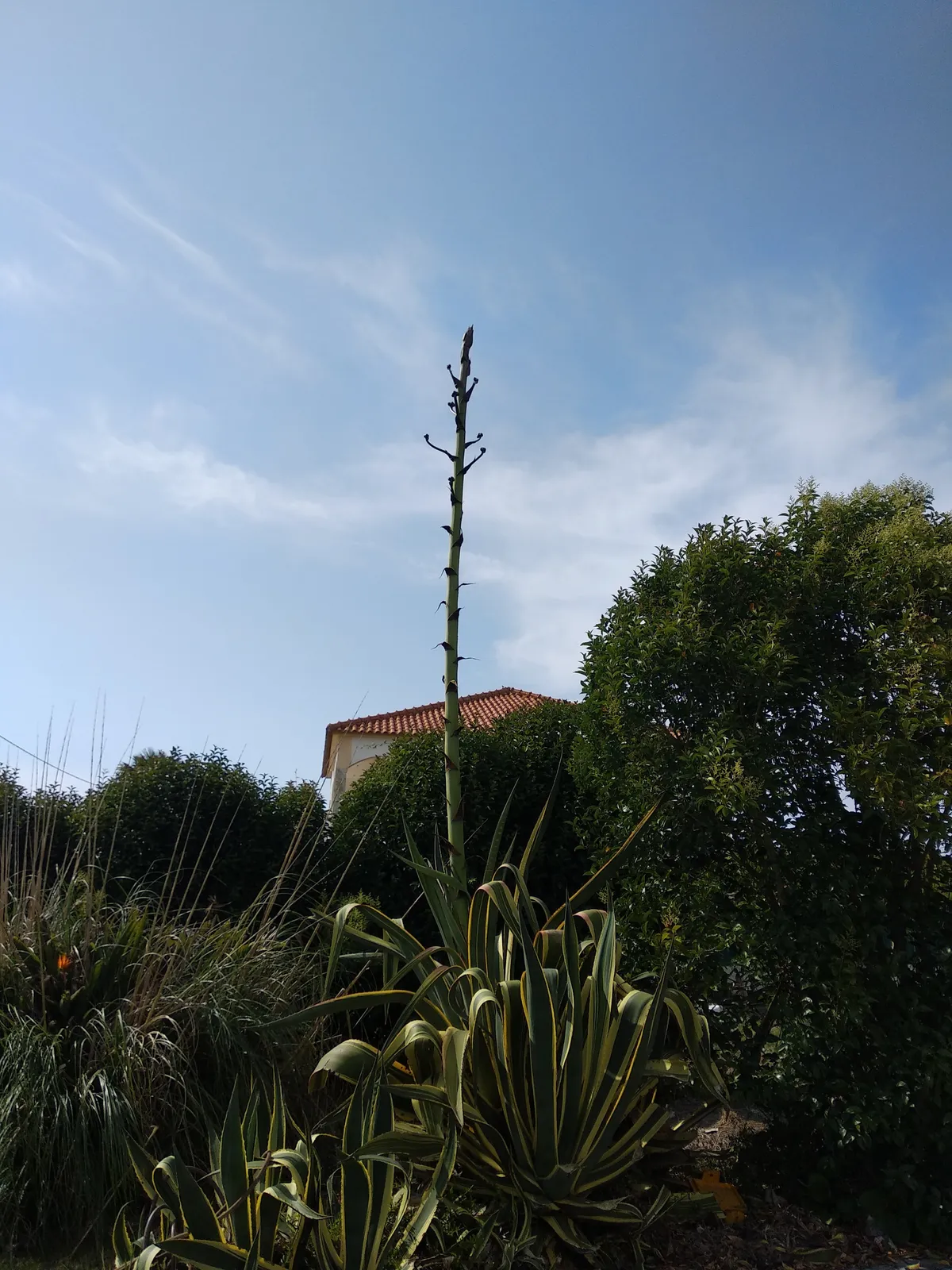 agave2
