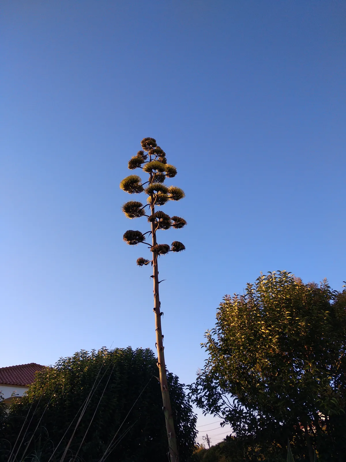 agave3