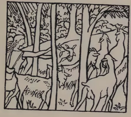Aristide-Daphnis-drives-flock
