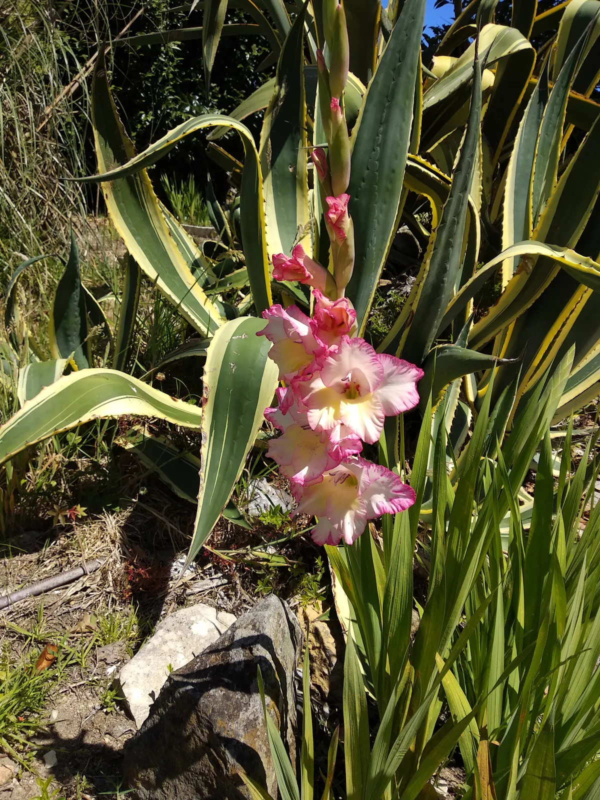 flowe1