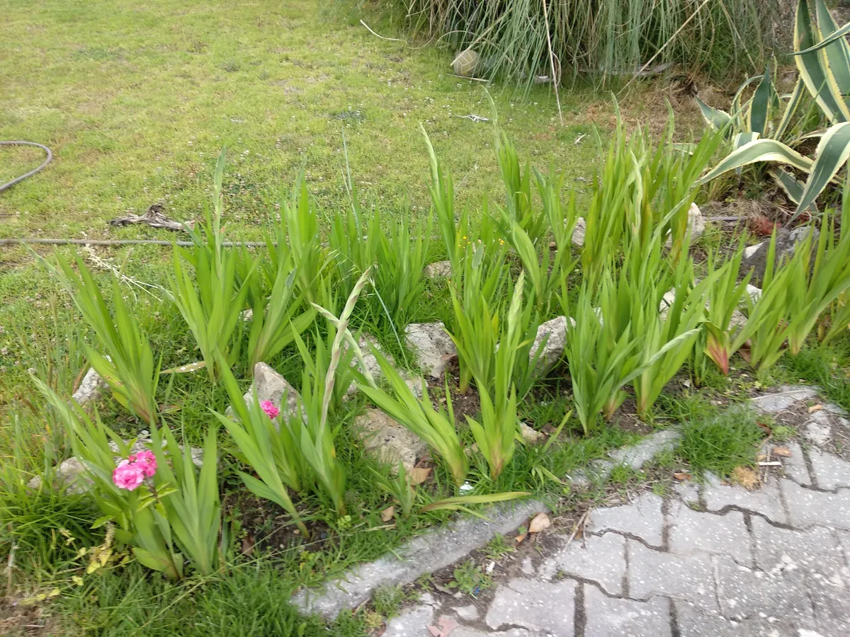 flower3