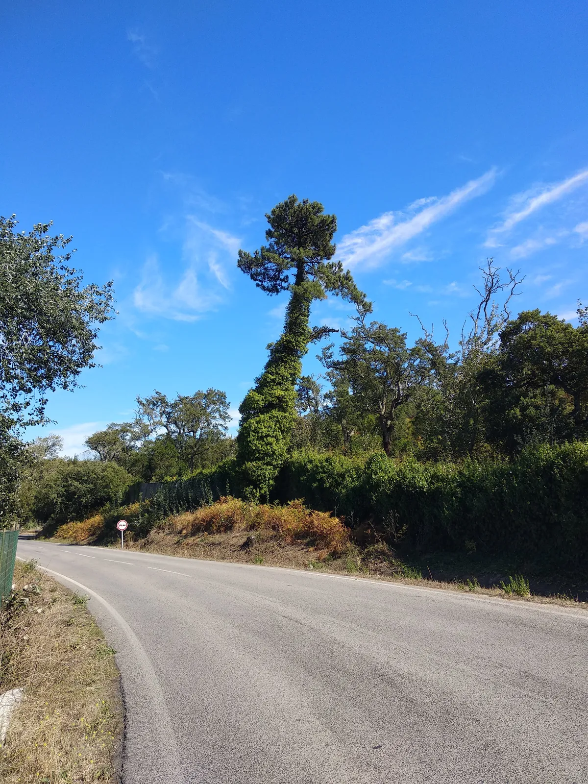 road7