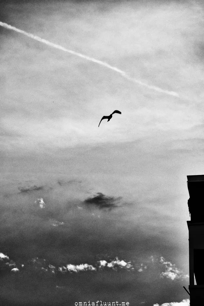 DSC06002OF_web