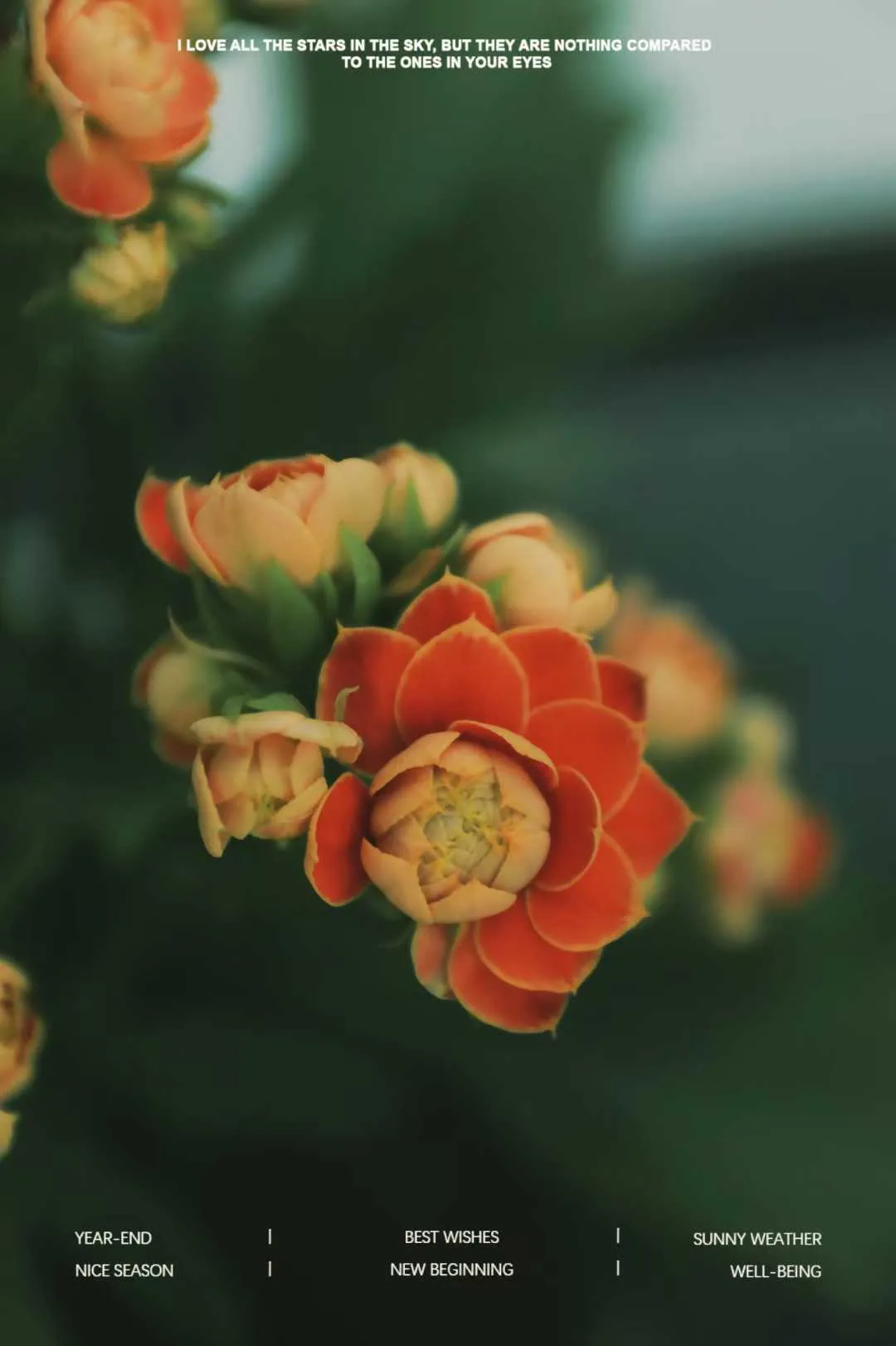 0409长寿花