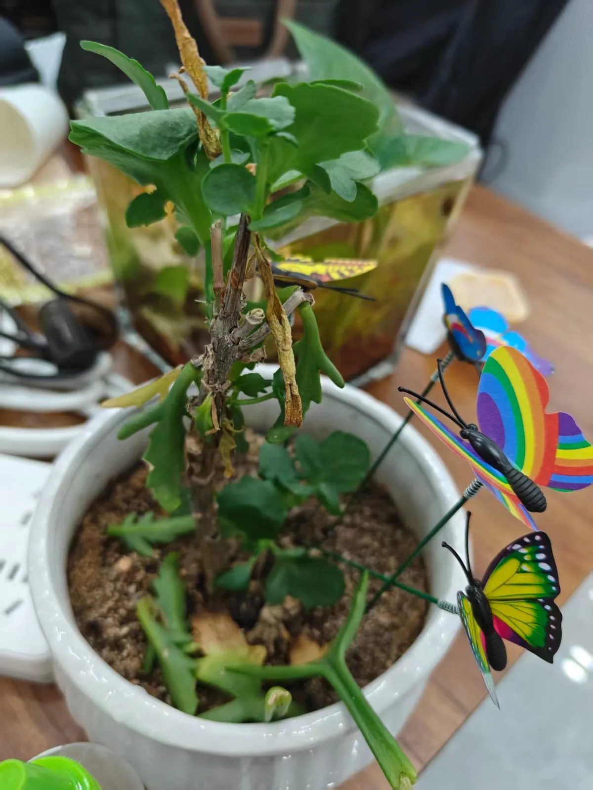 0818长寿花
