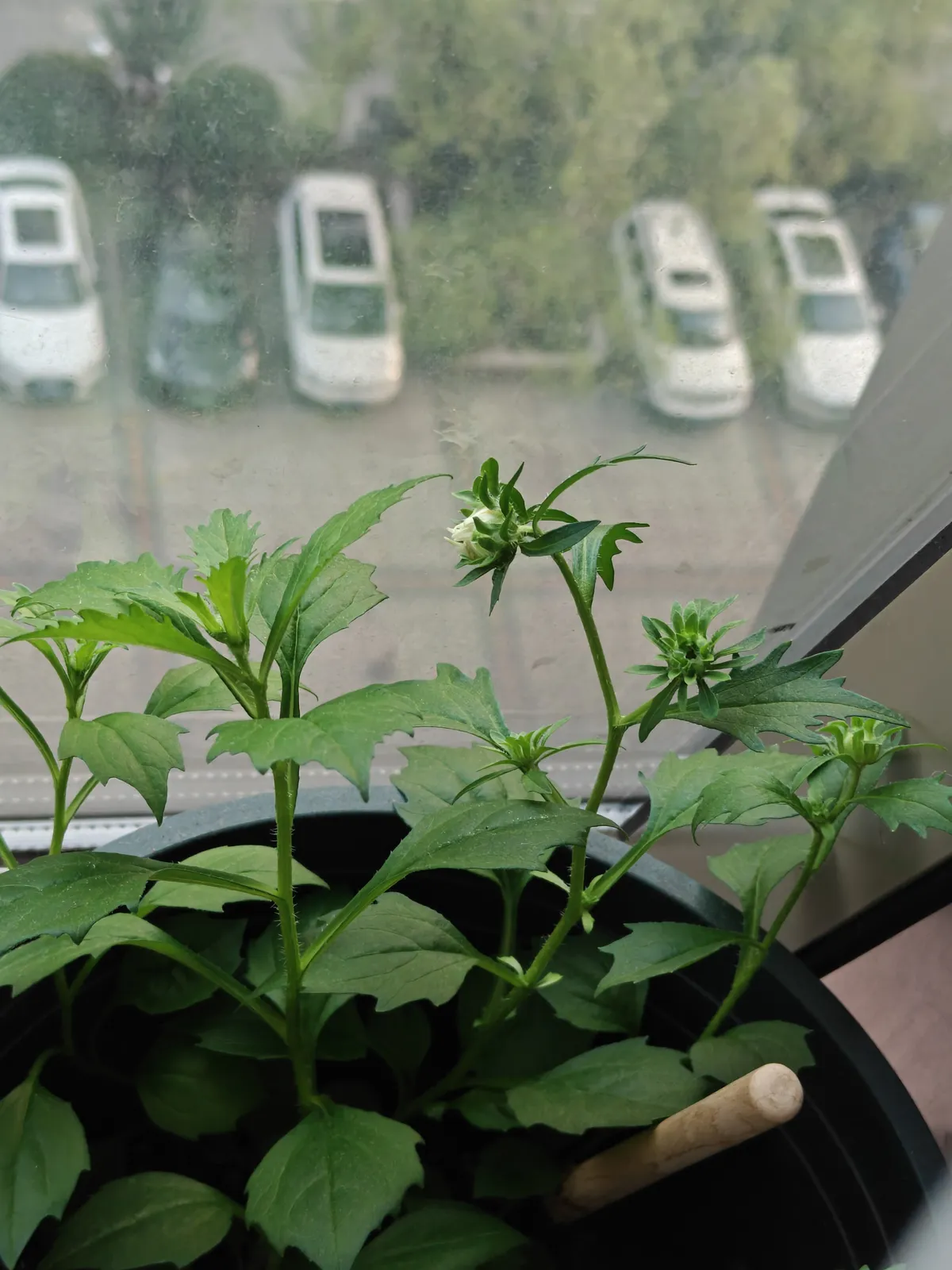 0924除虫菊