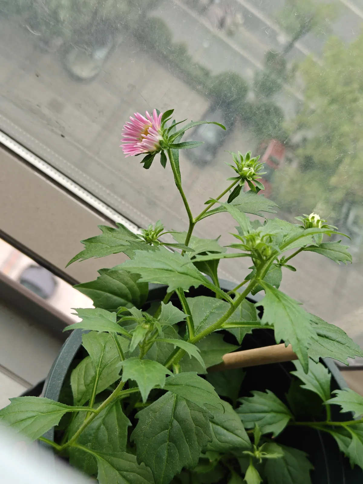 0930除虫菊