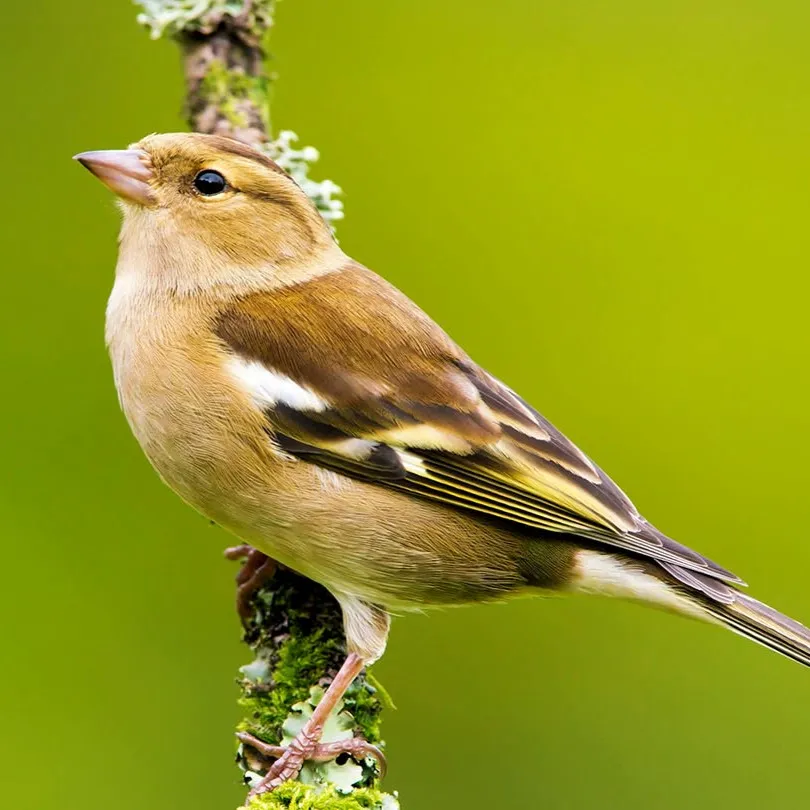 Female Chaffinch