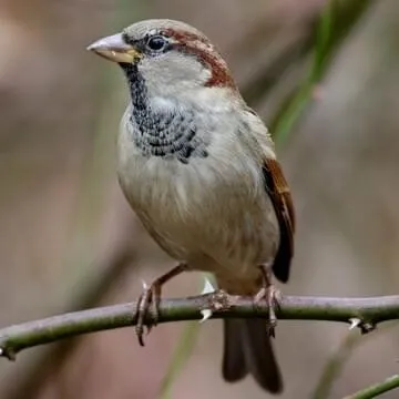 Male House Sparrow