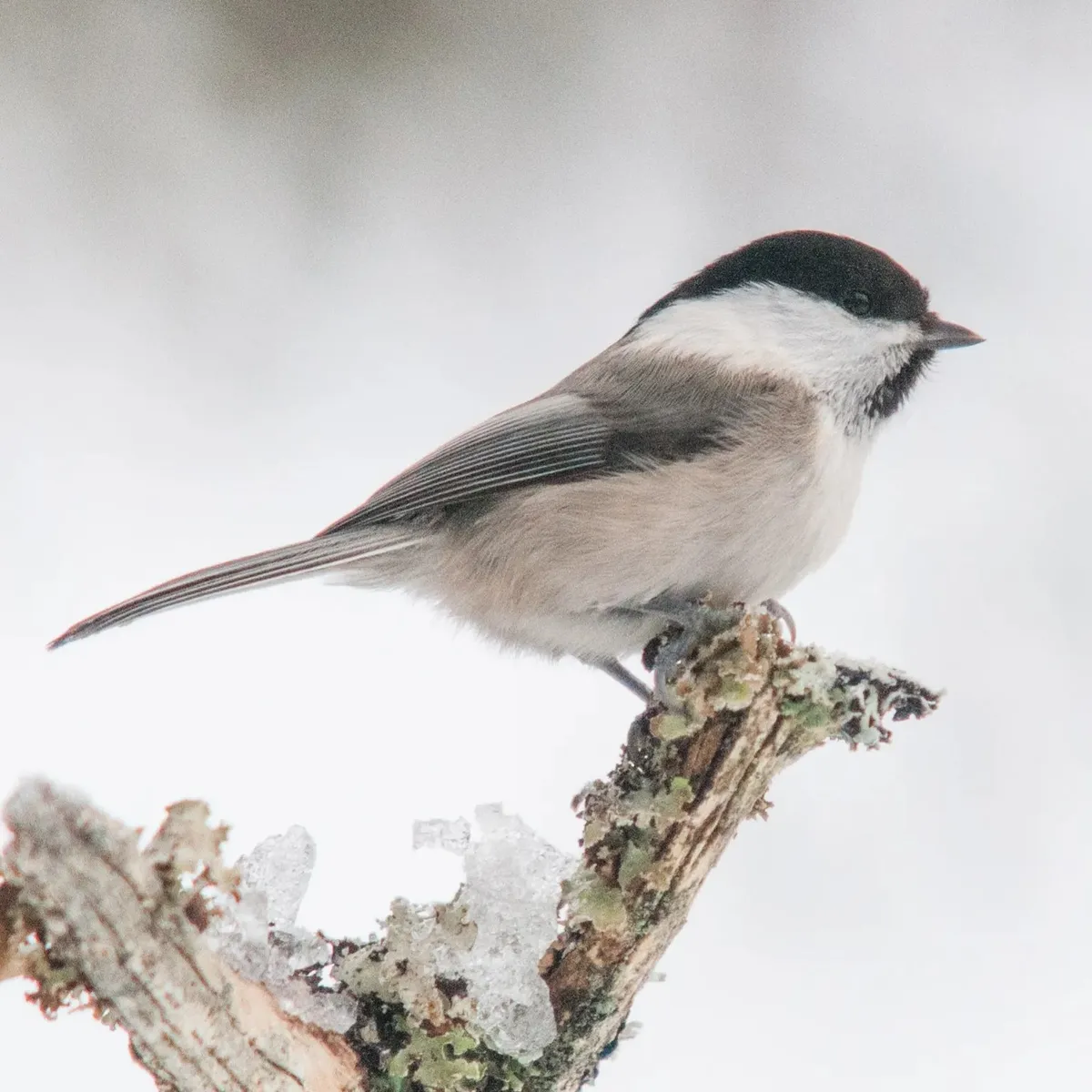 Female Willow Tit