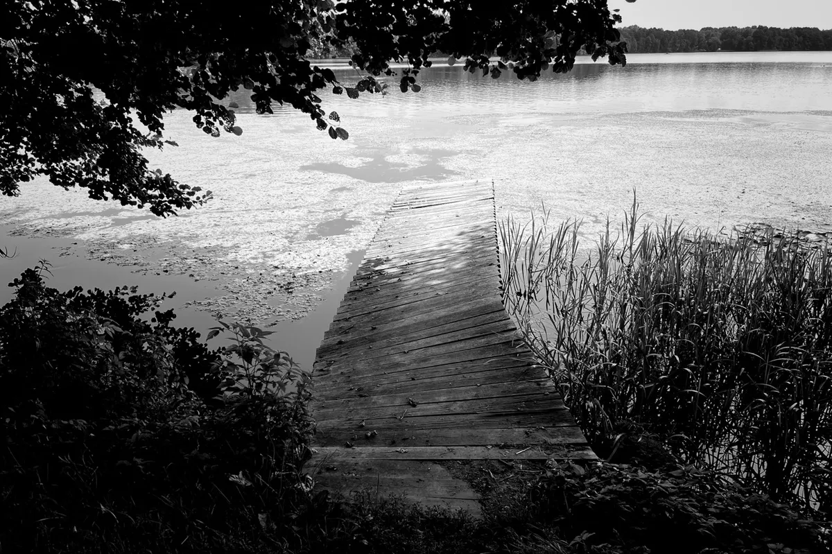 A wooden boardwalk extends over a calm lake, surrounded by leafy trees and tall reeds, creating a serene natural setting. Shadows play on the water's surface.