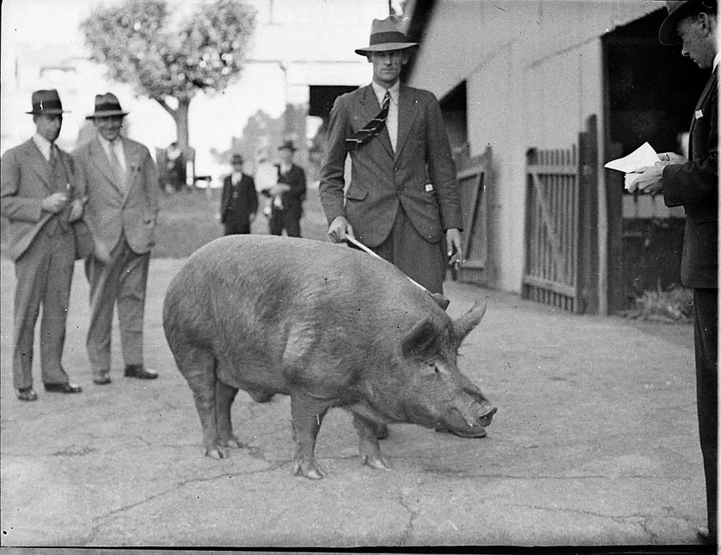 slnsw-35275-royal-easter-show-1936-fe1aa3-1024