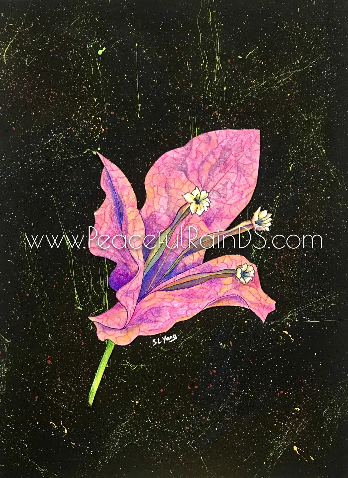 Bougainvillea