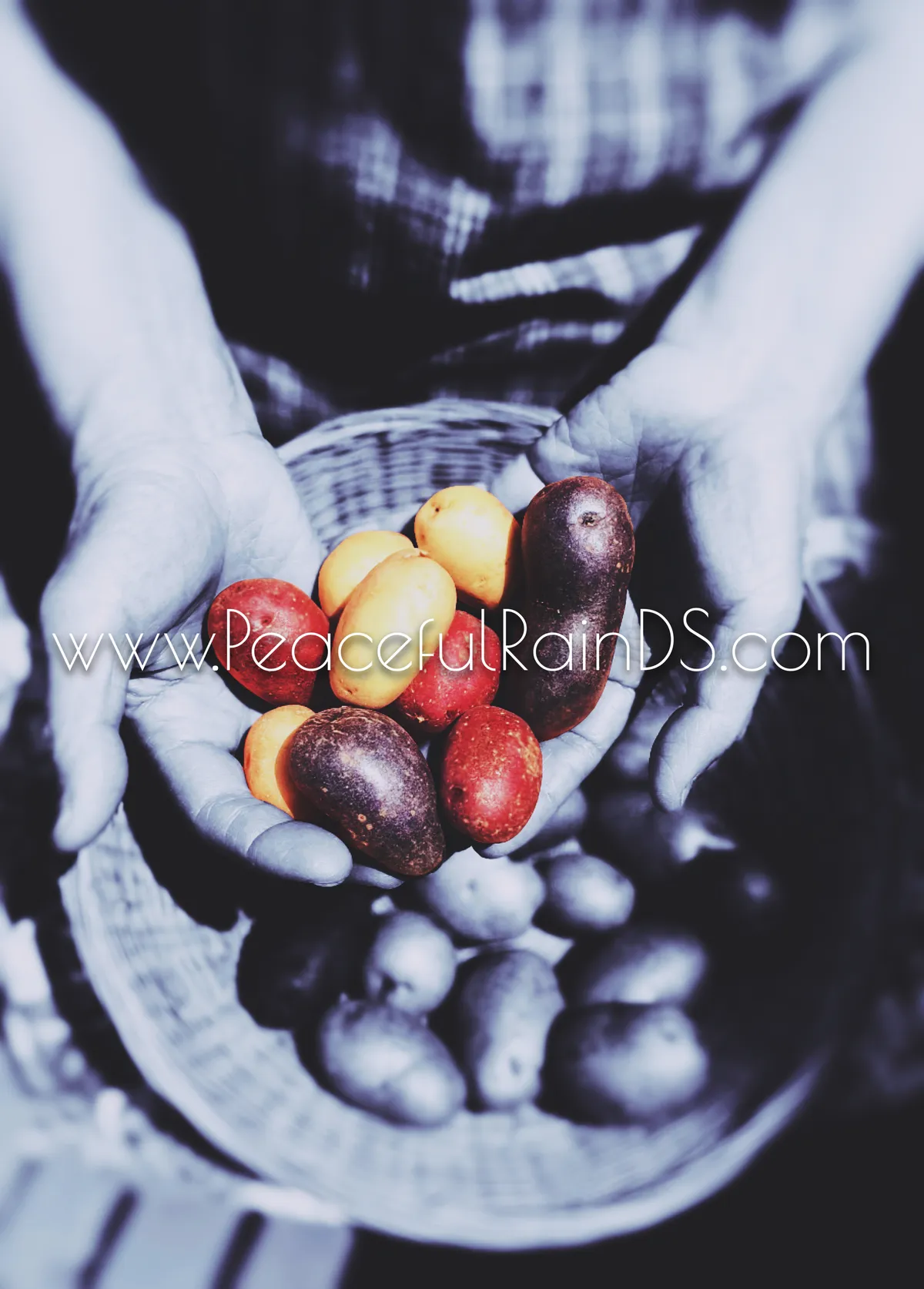 Harvest in Hand