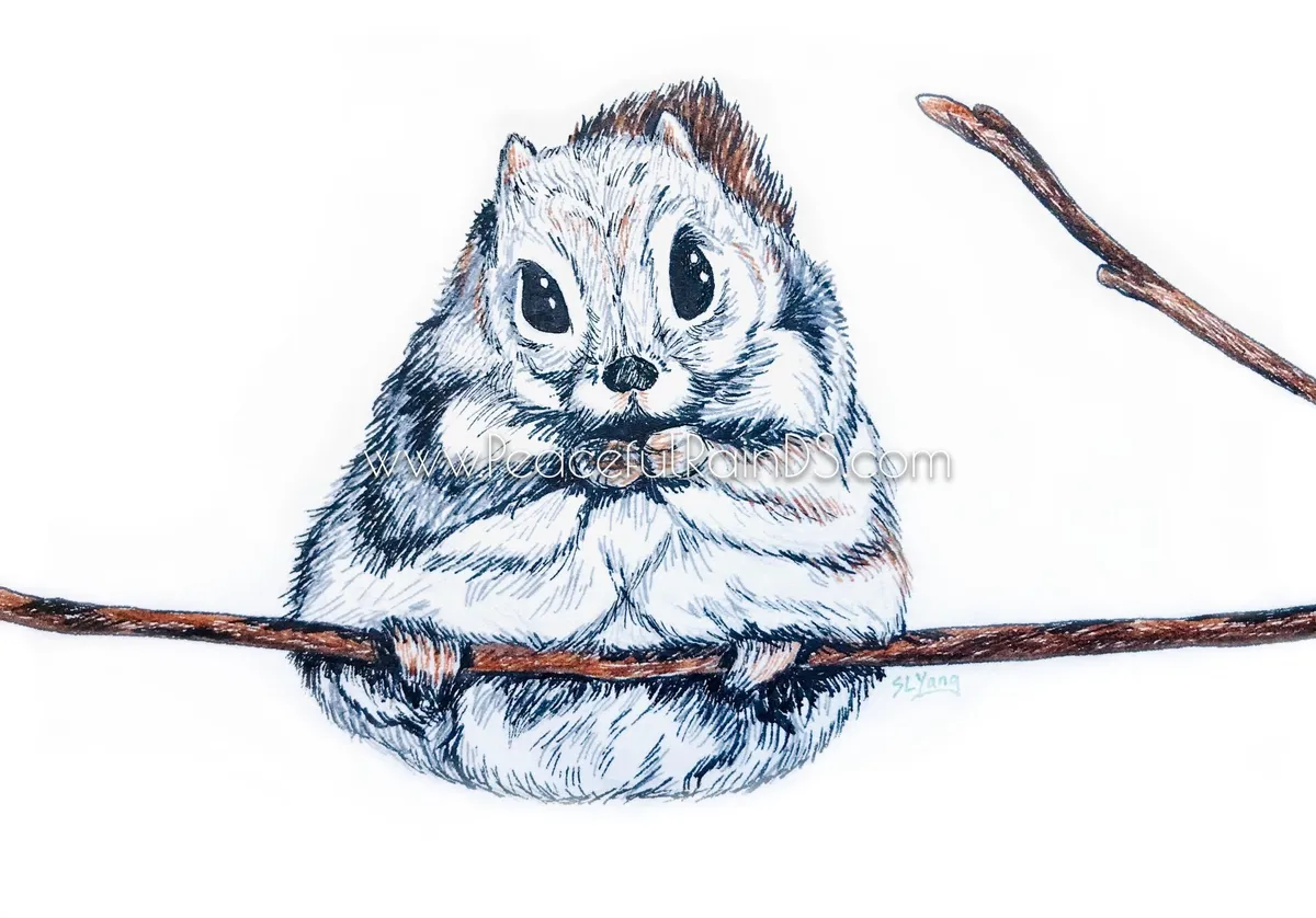 Japanese Flying Squirrel