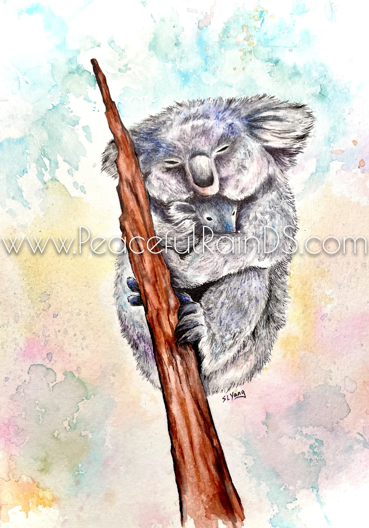 Koalas