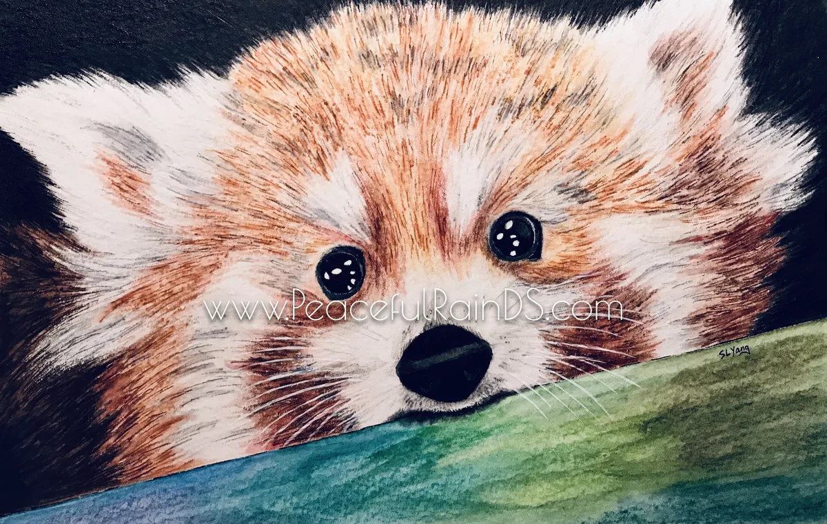 Red Panda