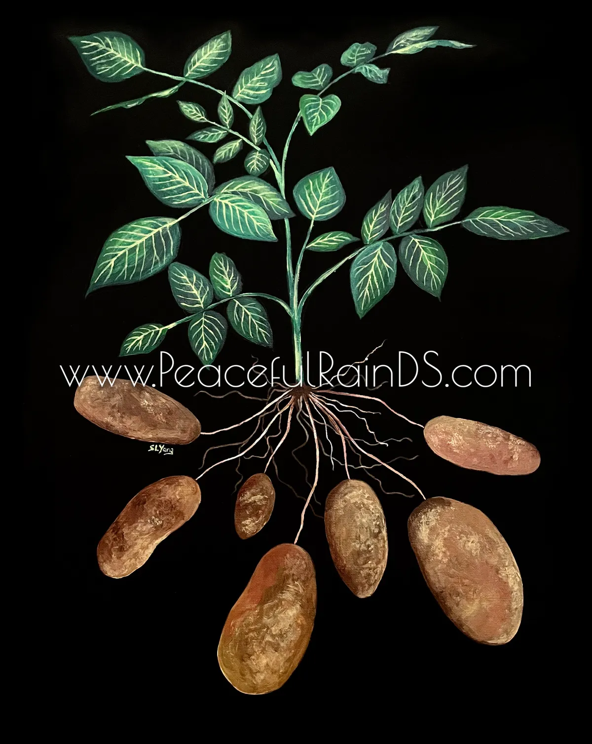 Rooted