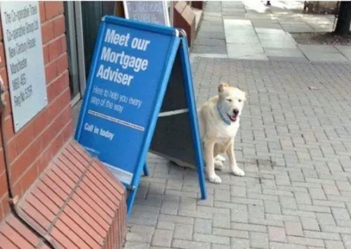 dog-mortgage-advisor