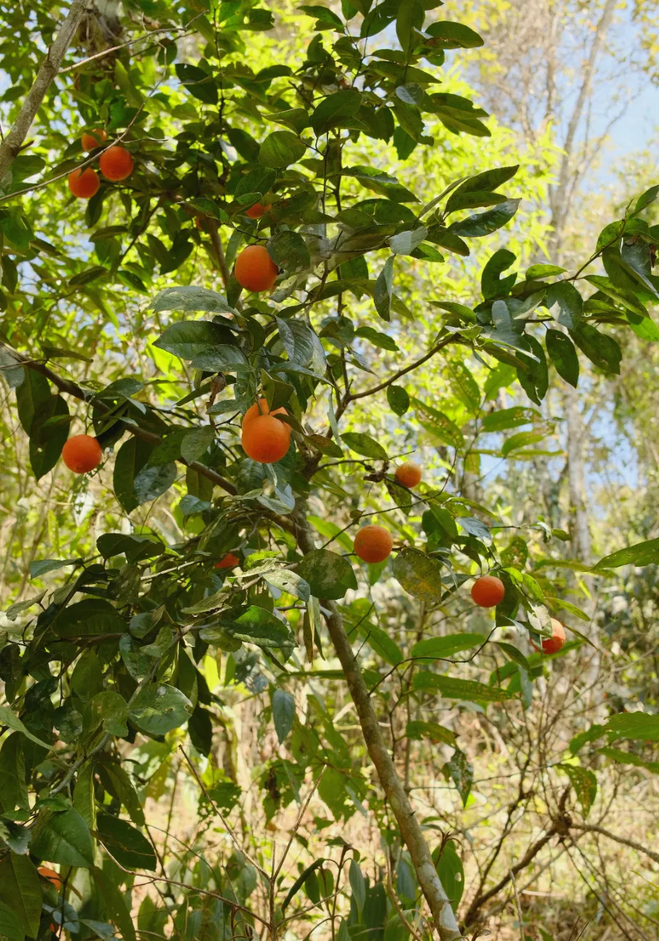 CleanShot 2025-12-25 at 08