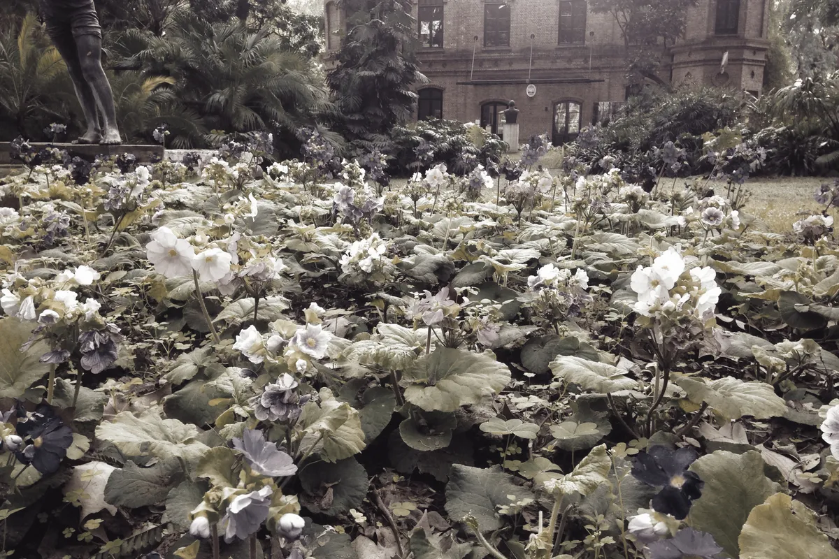 EXUVIA BLIGHT 01
