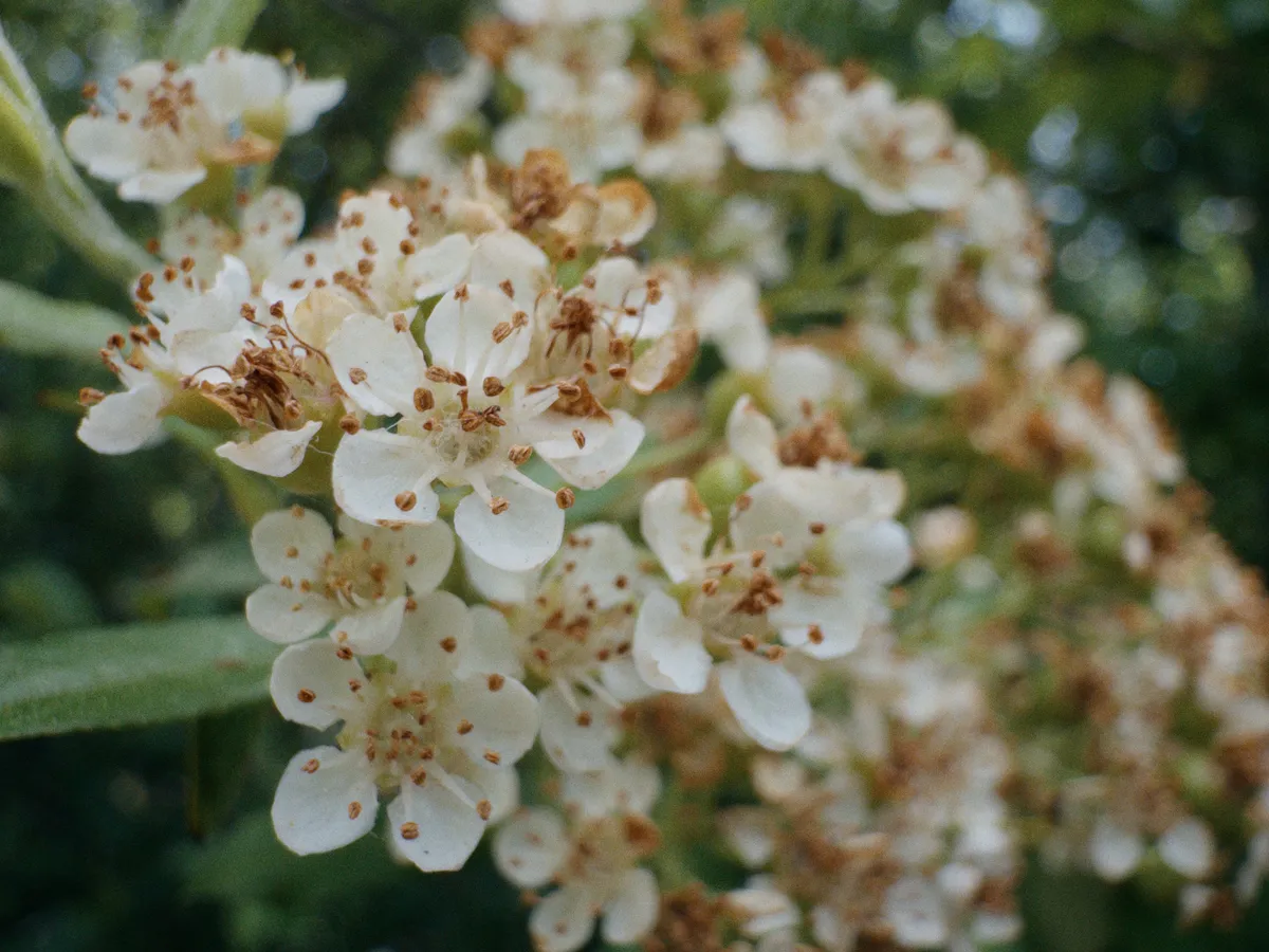 A close up of white flowers with a nice bokeh effect in the background and a dim film grain across the image.