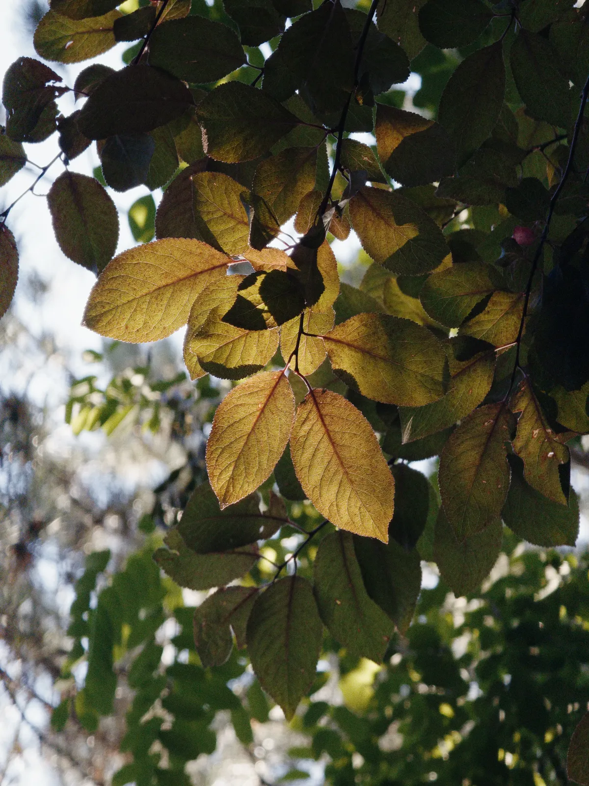 A photo looking up through the leaves of a tree during sunrise. The leaves in the middle are greenish-brown with the sunlight shining through them, letting you see their skeletons in a way.