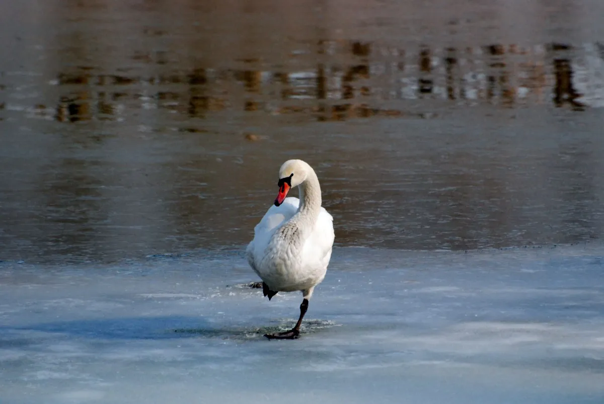 a swan standing on one leg