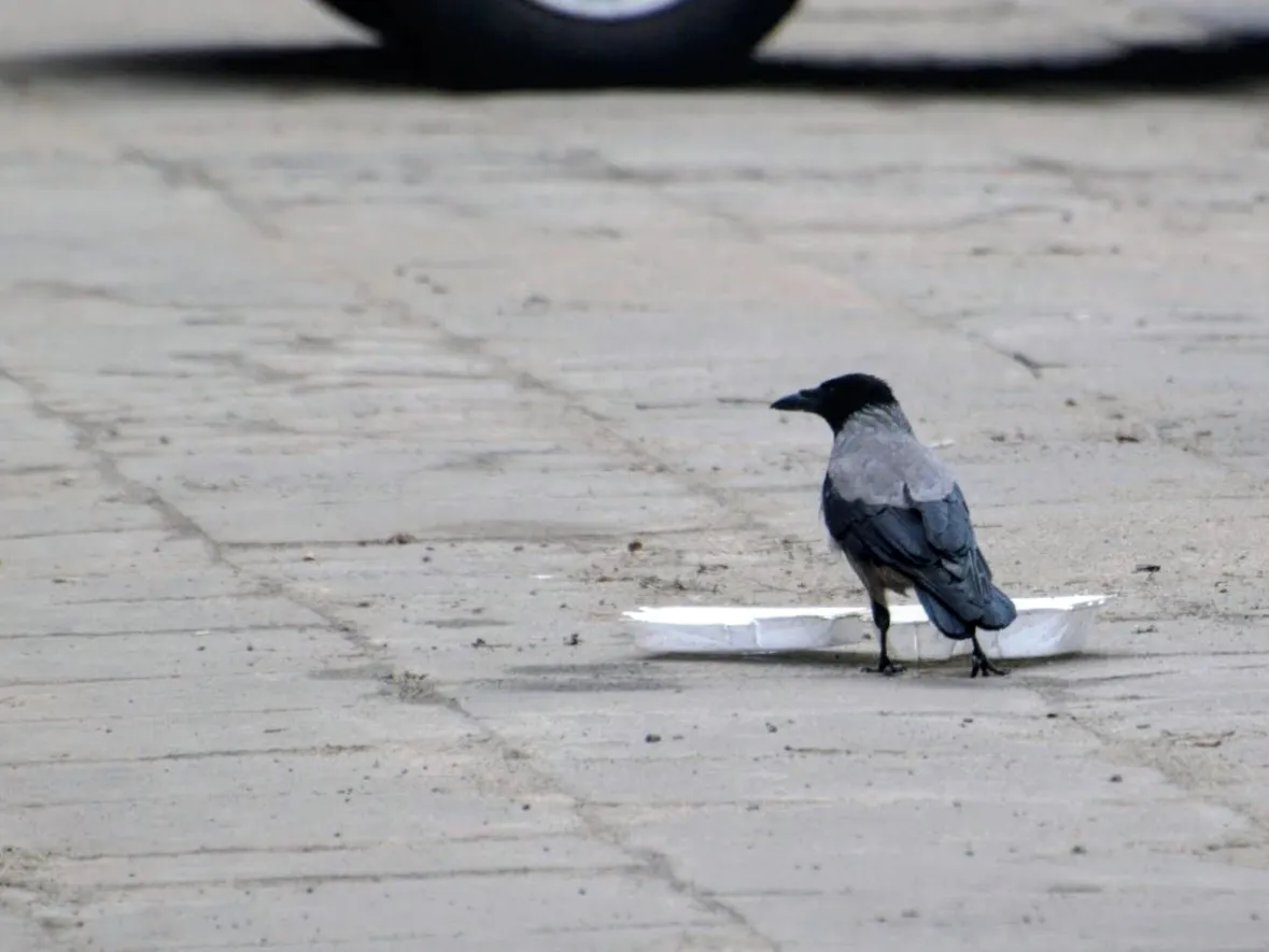 Powązki 2013-04-14 041~2