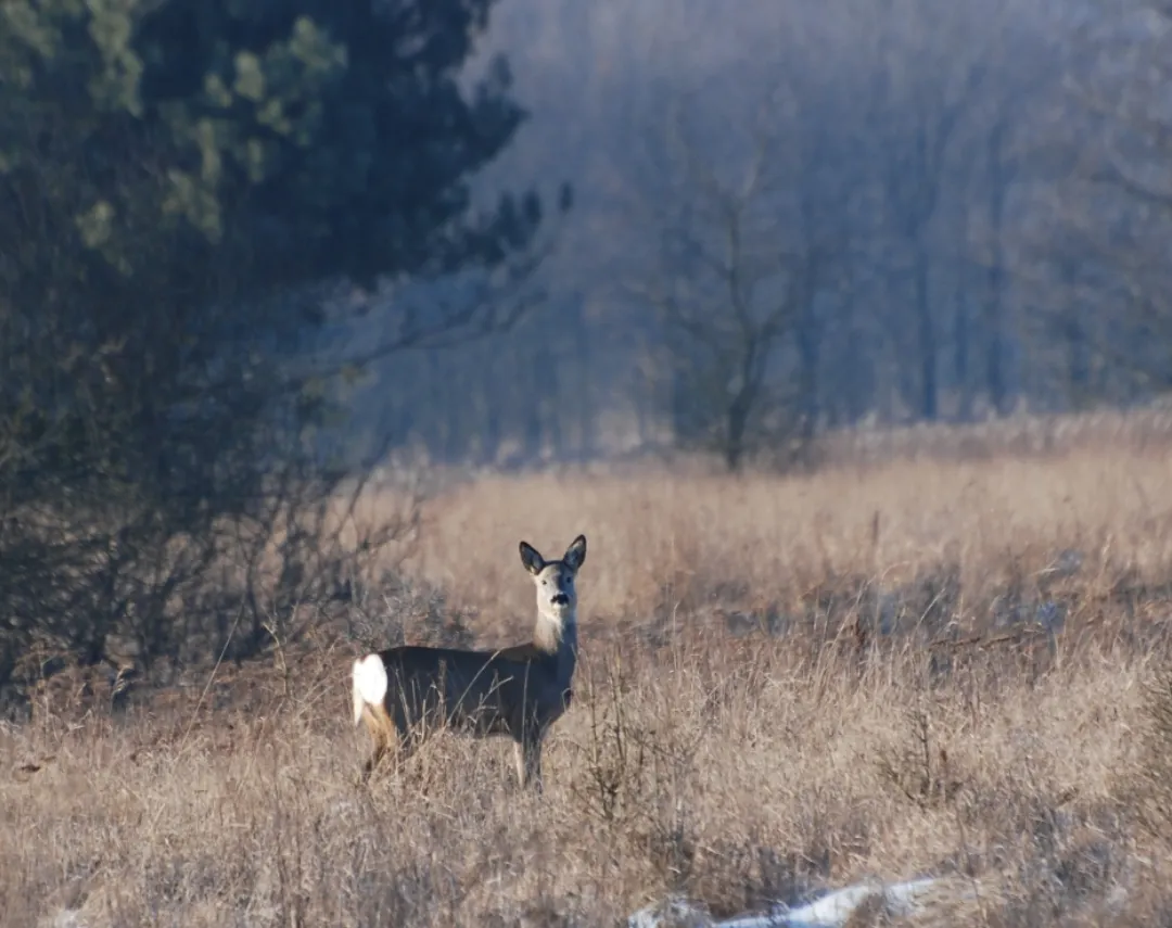 Screenshot_20250104-205636