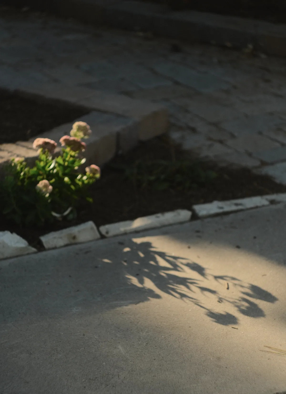 shadow of doubt