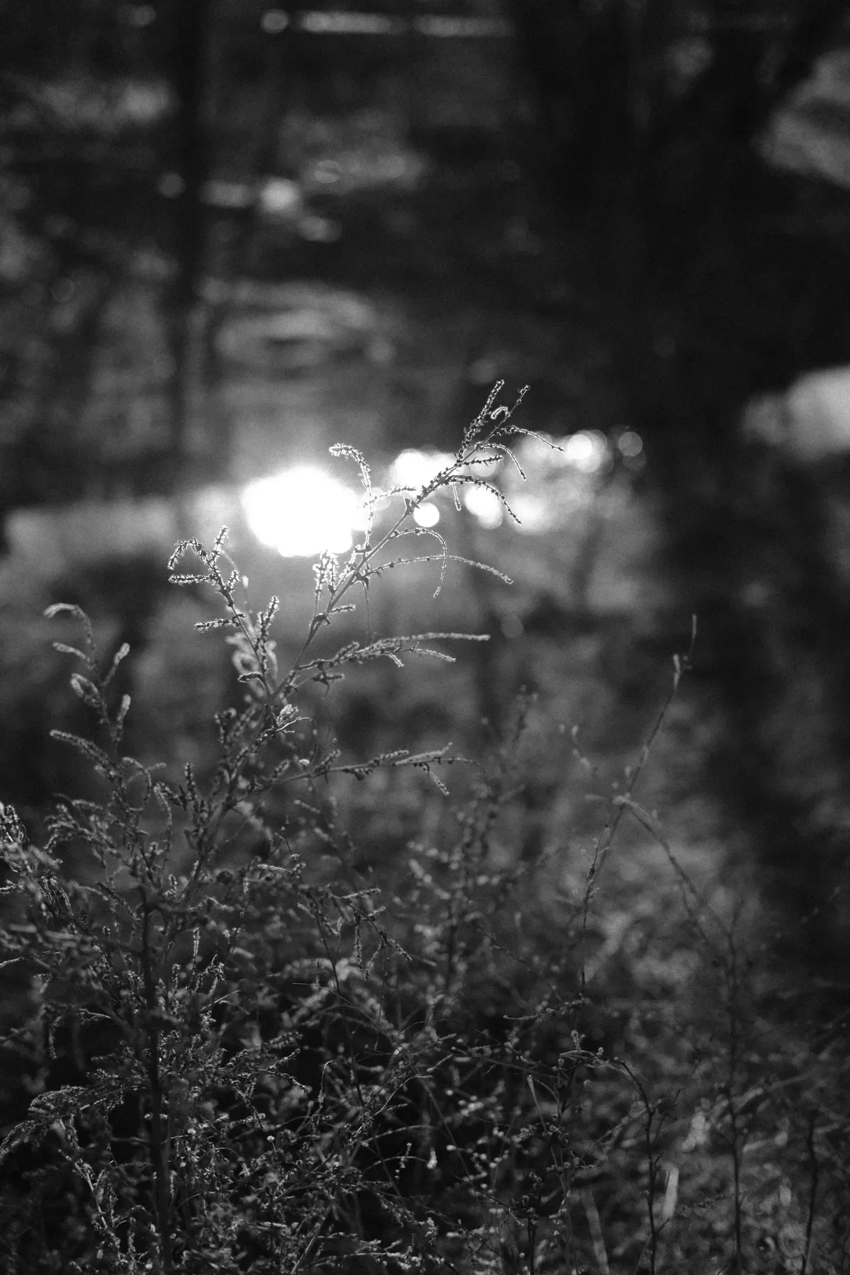 DSCF0935