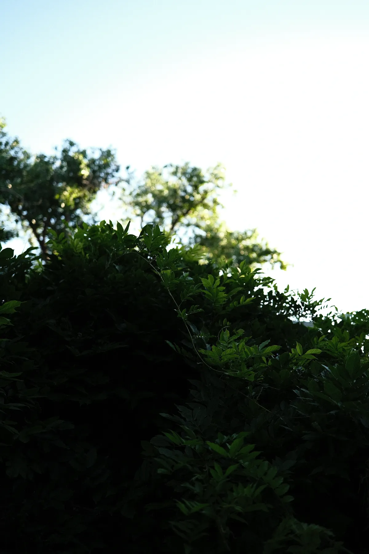 DSCF2287