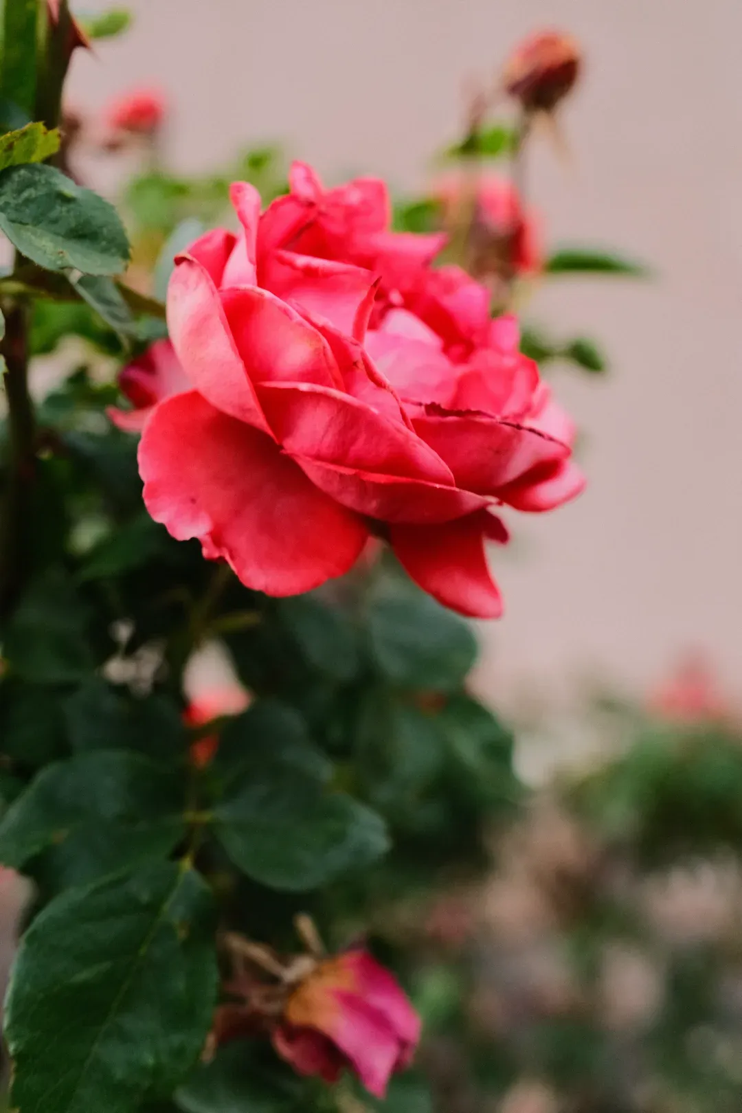 DSCF2693