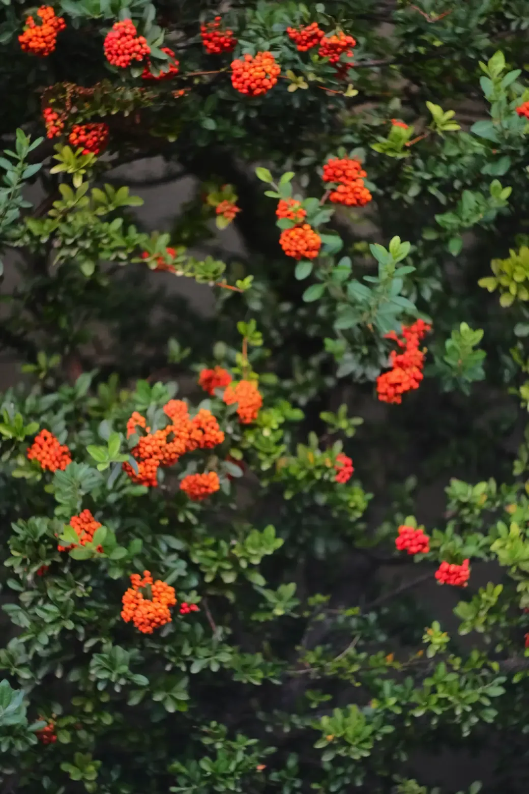 DSCF3547