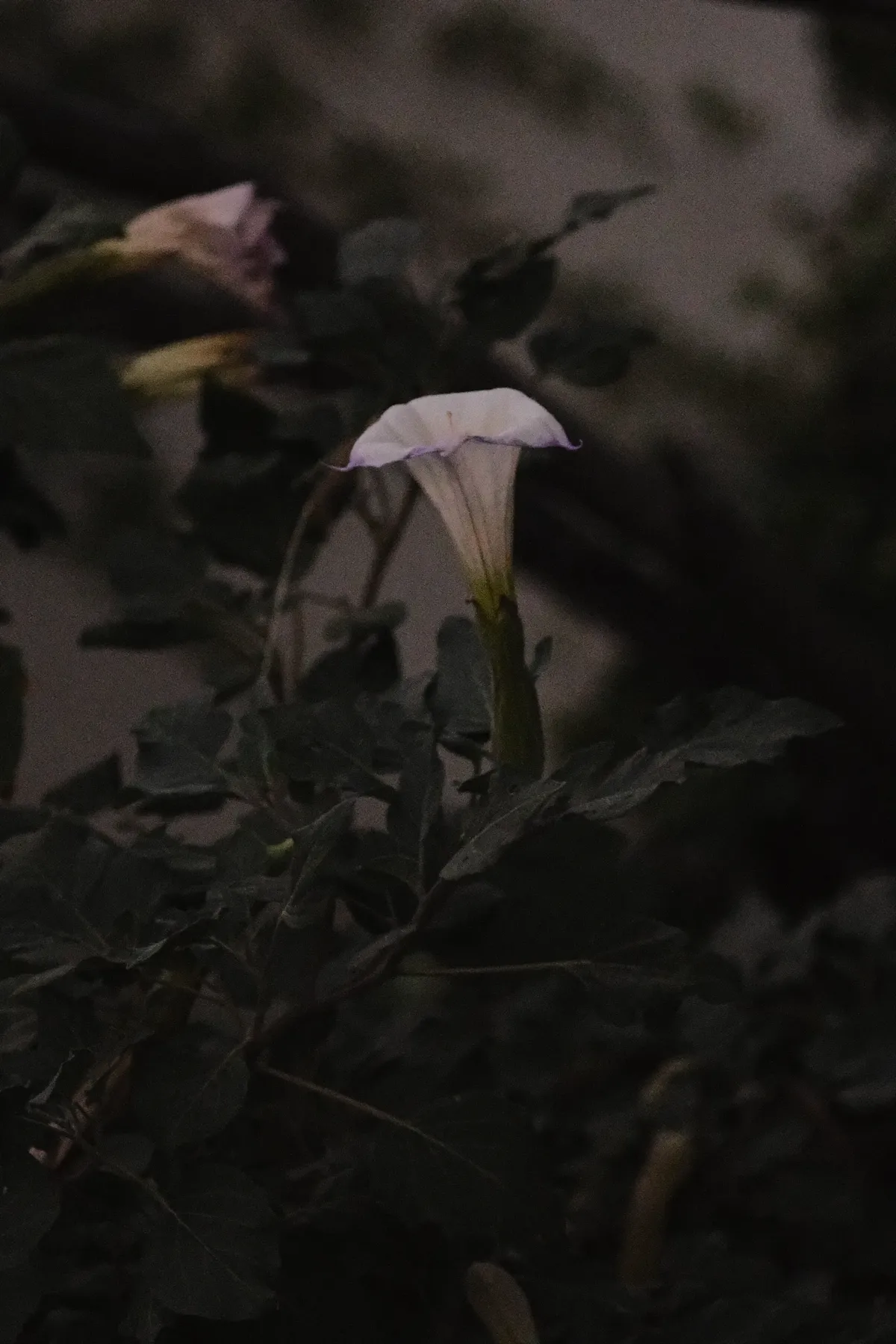 DSCF3934