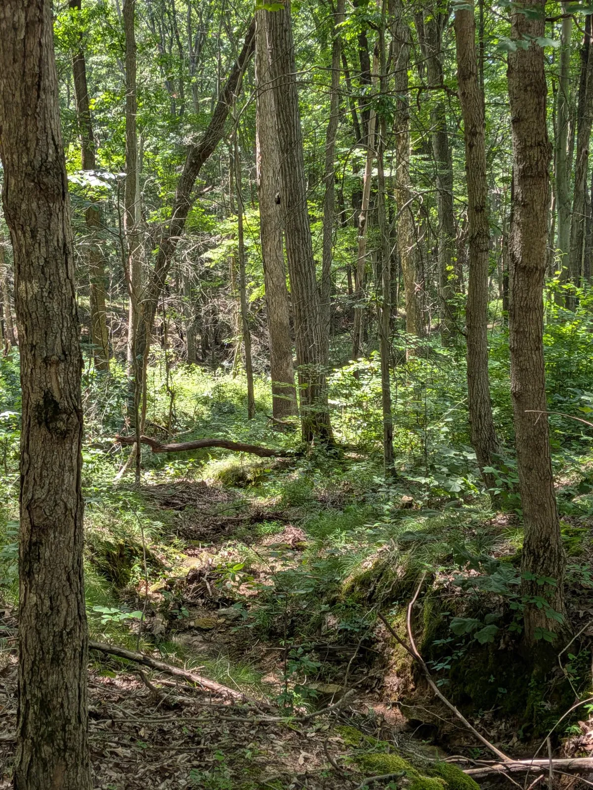 PXL_20260616_161118011