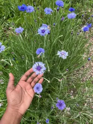 blue flowers