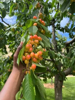 cherries