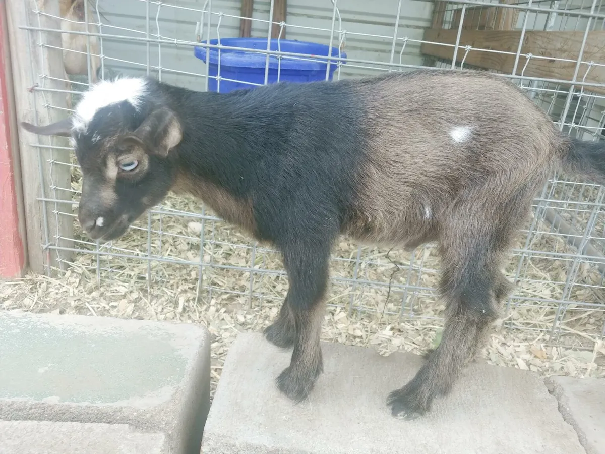 Huckleberry-3-weeks-1536x1152