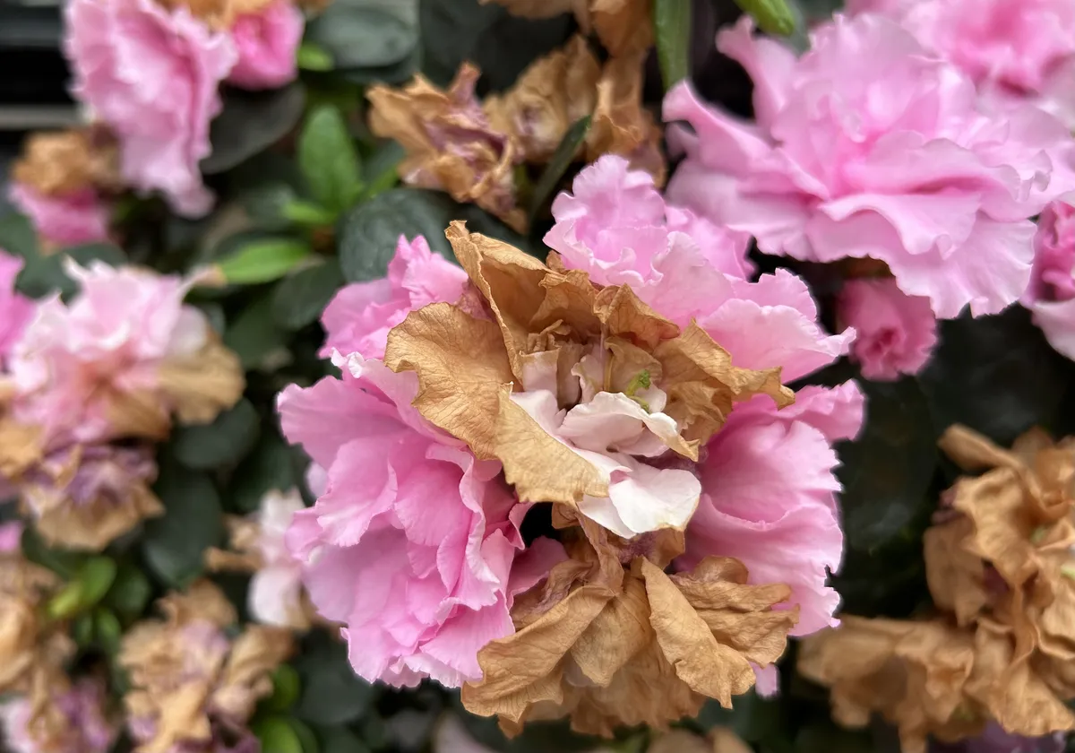 rhododendron