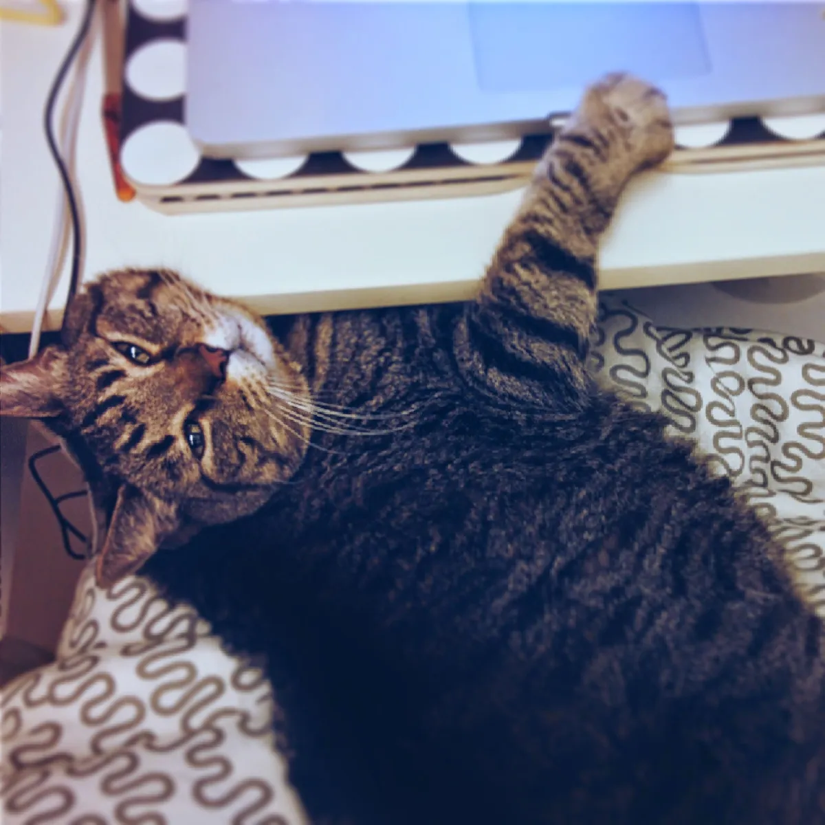 Spyder the tabby cat is lying down, with his chin on the edge of the desk and one paw on the laptop. He stares lazily into the camera, squinting his eyes.
