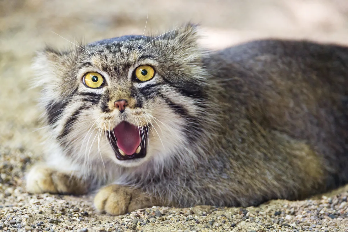 A Pallas's cat with its mouth open, eyes wide, ears slightly in airplane-mode, as if surprised or in shock.