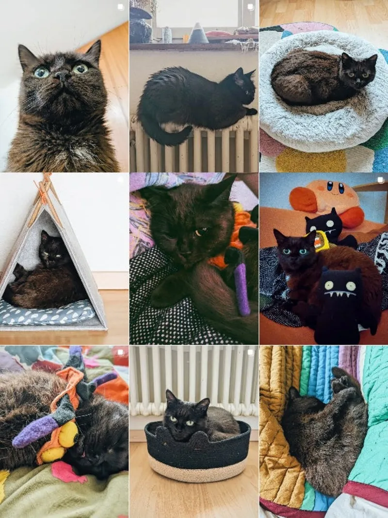 A crop of Boba's Instagram grid.