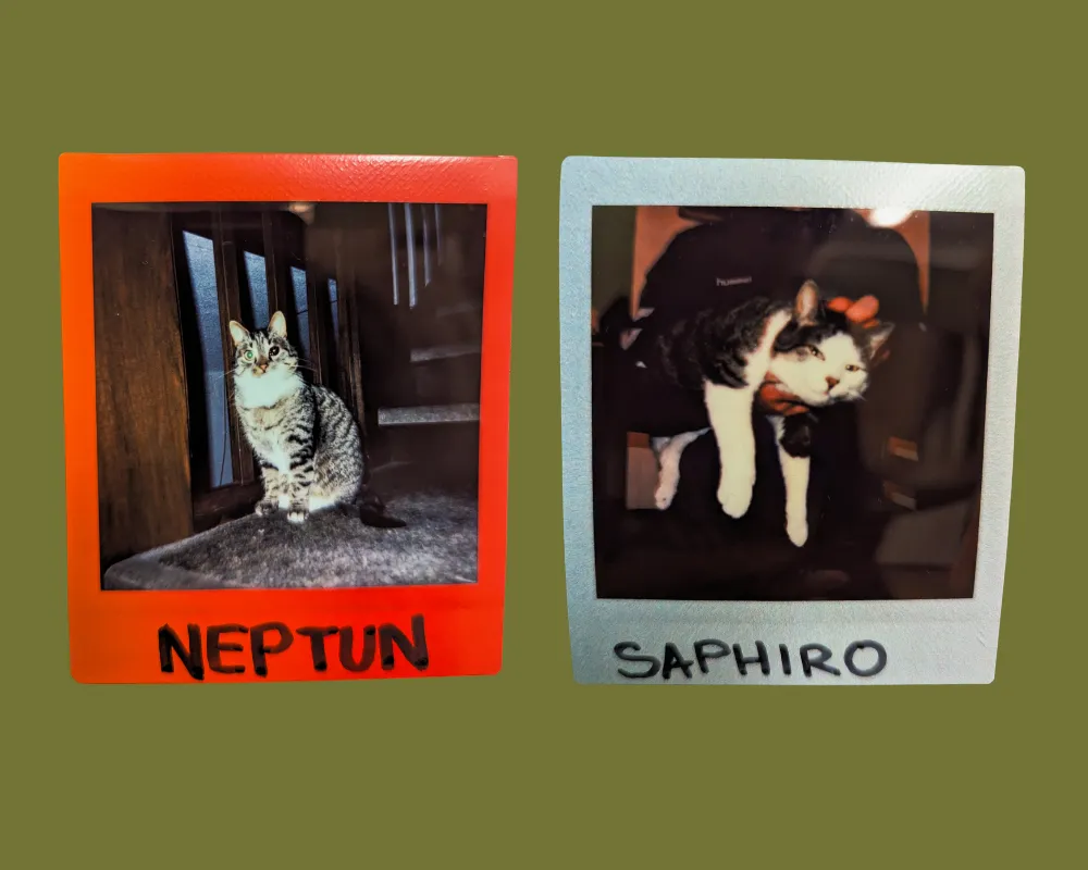 A red-framed polaroid on the left with a tabby cat sitting by some stairs. The cat looks small and has one green eye and one completely black eye. The photo is labeled, "Neptun." To the right is a white-framed polaroid, labeled, "Saphiro," with a sleepy looking tuxedo cat lounging in someone's arms.