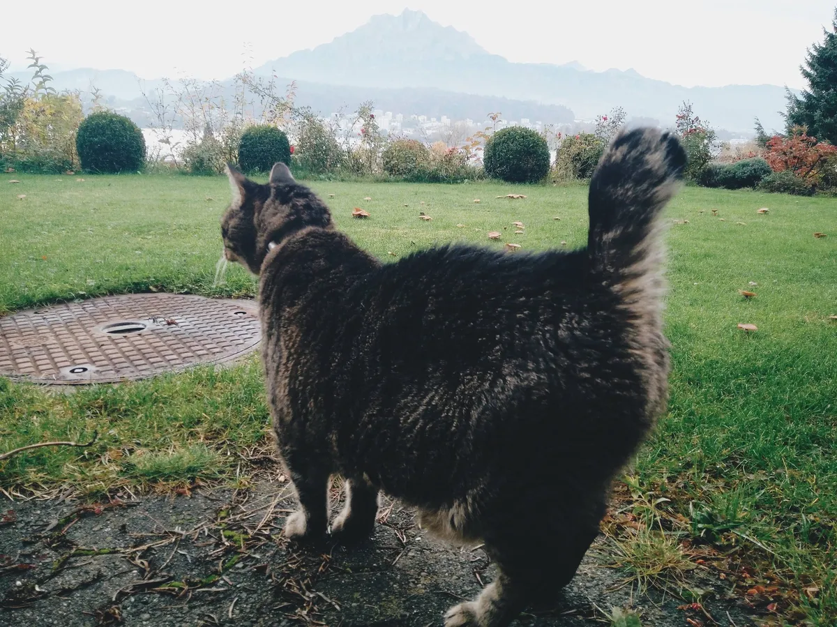 Spyder the manx cat standing outside in a yard, staring at Mount Pilatus.