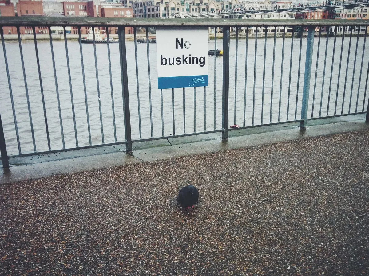 A pigeon sitting in front of a sign that reads, "No busking."