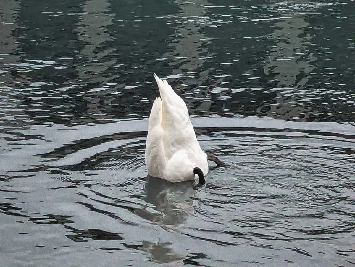 A swan floating with its butt up in their and its head under the water.